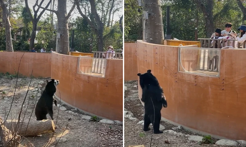 Czarny niedźwiedź witający gości wywołuje plotki o 