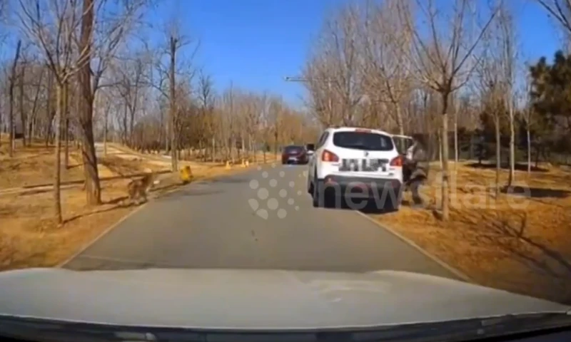 Kierowcy trąbią, aby ostrzec gości wysiadających z samochodu, gdy wilk zbliża się do parku dzikich zwierząt w Chinach [WIDEO]
