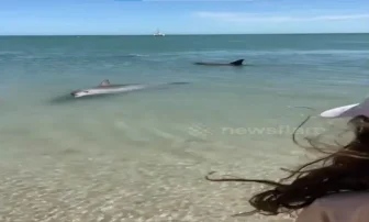 Uroczy moment, w którym dziki delfin podpływa, aby obserwować młodą dziewczynę stojącą na plaży [WIDEO]